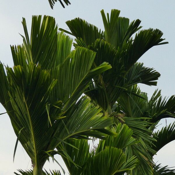 Areca catechu Leaf