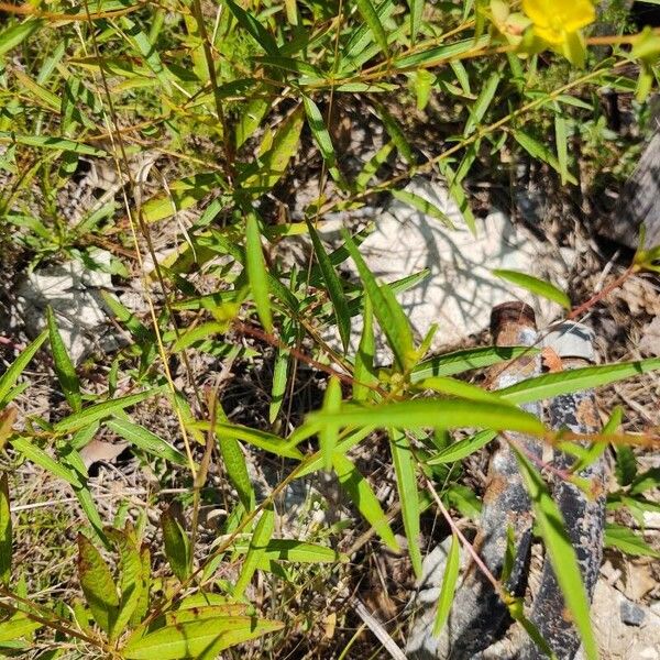 Ludwigia alternifolia 葉