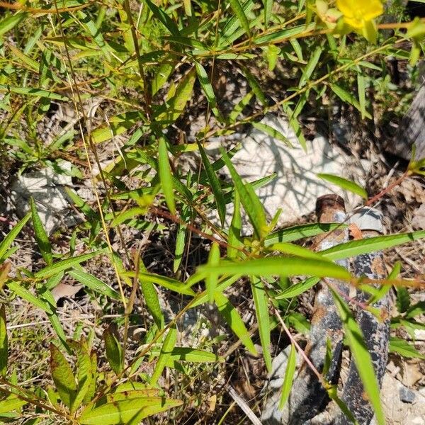 Ludwigia alternifolia Blad