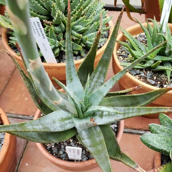 Aloe krapohliana 葉