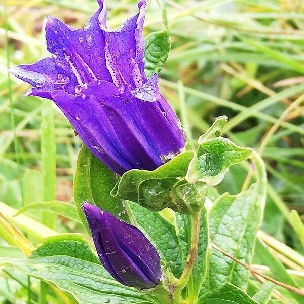 Gentiana asclepiadea Blüte