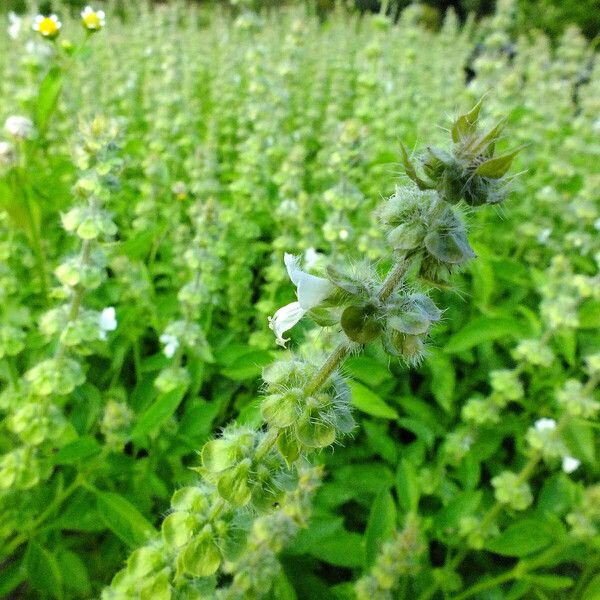 Ocimum basilicum ᱵᱟᱦᱟ