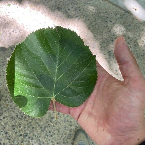 Tilia americana Blad