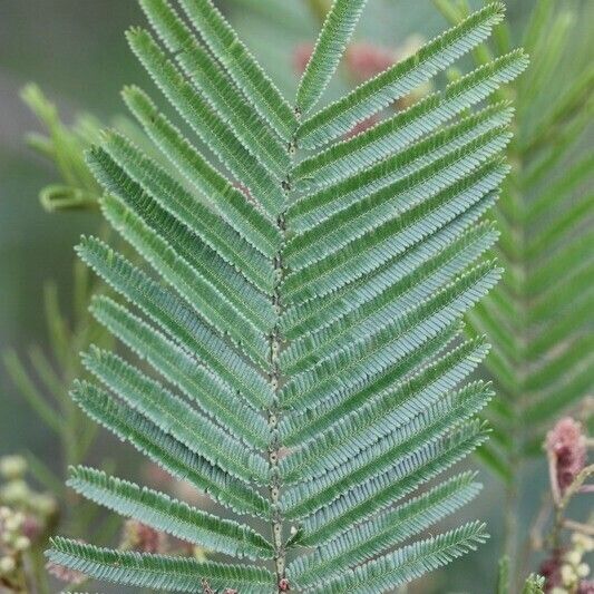 Acacia mearnsii Annet