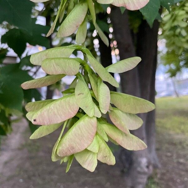 Acer pseudoplatanus Fruit