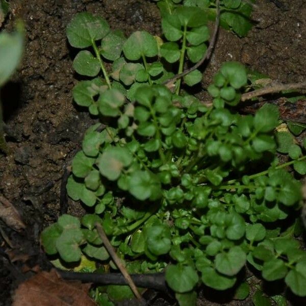 Cardamine hirsuta 叶