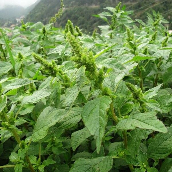 Amaranthus retroflexus 葉