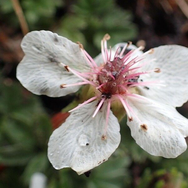 Potentilla nitida Λουλούδι