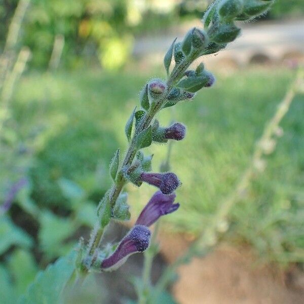 Scutellaria columnae عادت