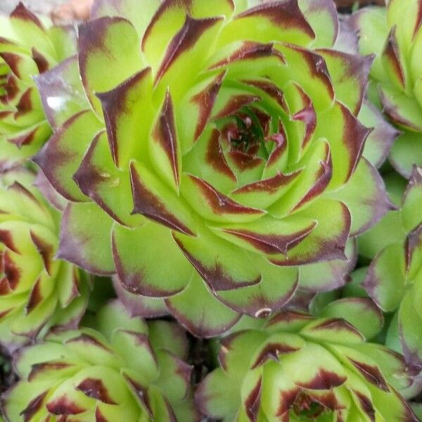 Sempervivum tectorum Blad