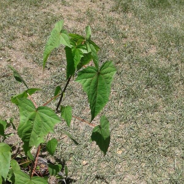 Hibiscus laevis Yaprak