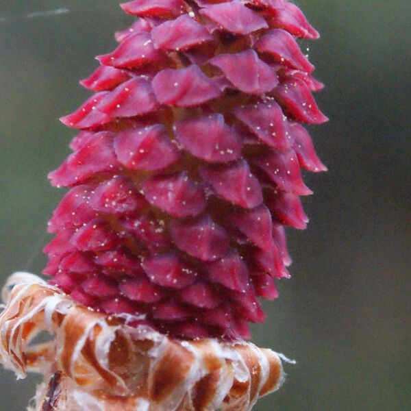 Pinus pinaster Flower