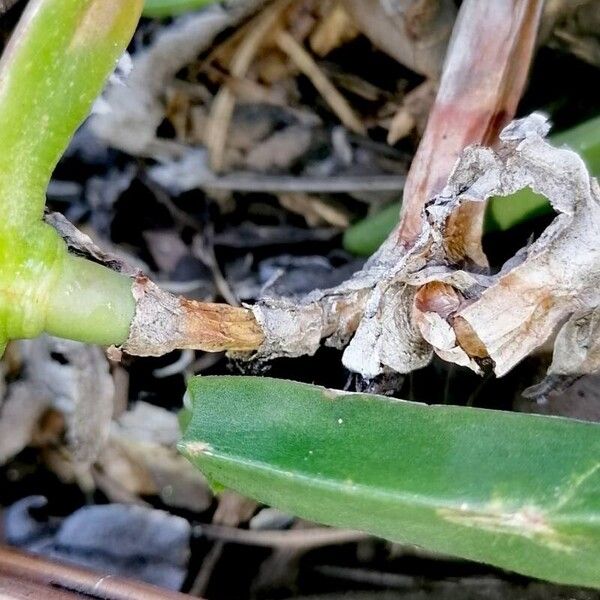 Carpobrotus acinaciformis Bark