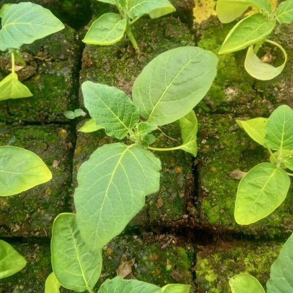 Solanum aethiopicum Folha