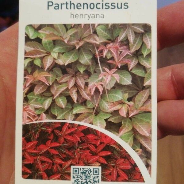 Parthenocissus henryana Feuille