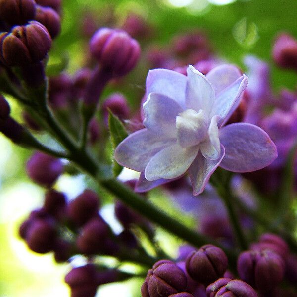 Syringa vulgaris Žiedas