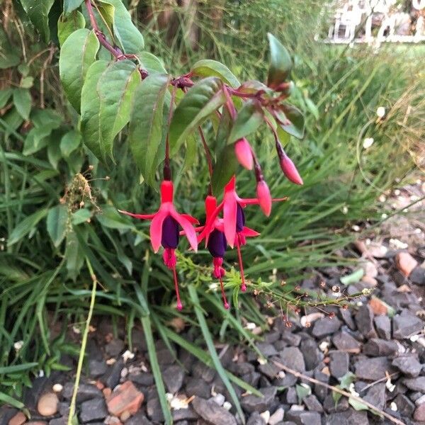 Fuchsia magellanica പുഷ്പം