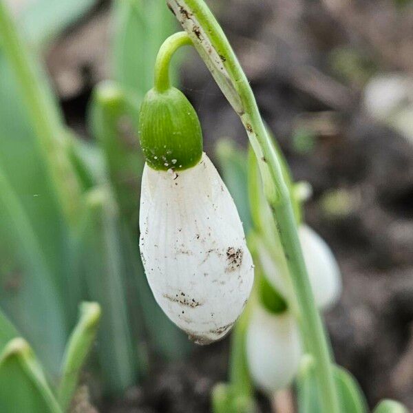 Galanthus elwesii 花