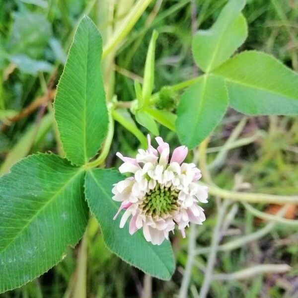 Trifolium hybridum Квітка