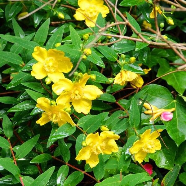 Hypericum calycinum Hábitos