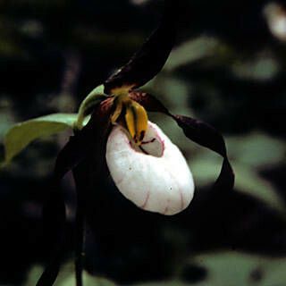 Cypripedium montanum Kwiat