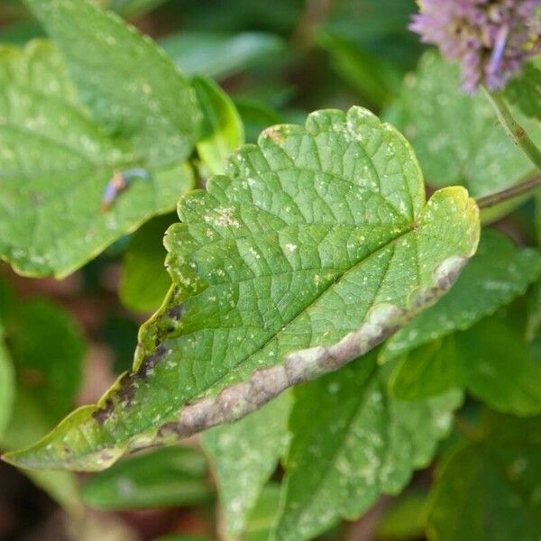Agastache foeniculum Leaf