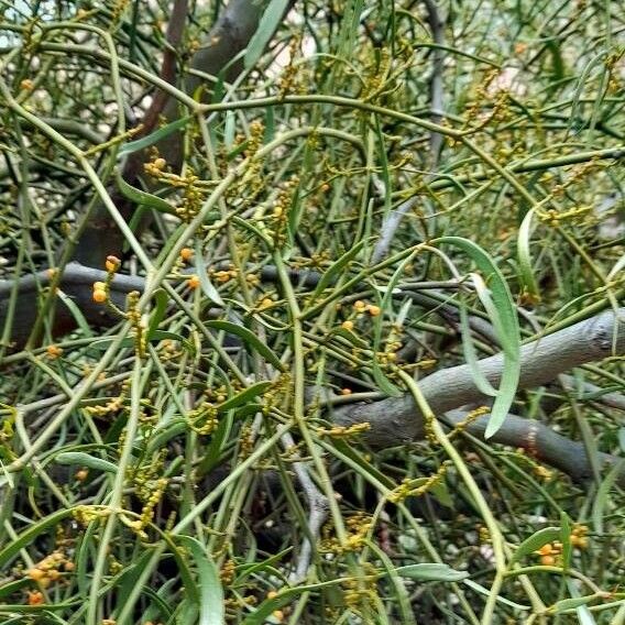 Phoradendron liga