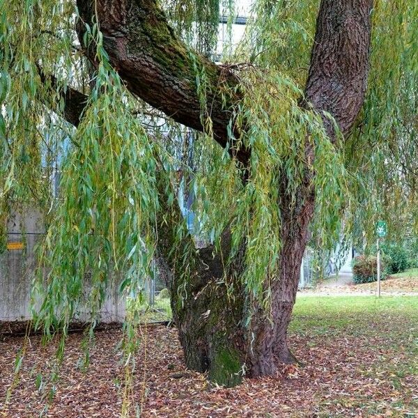 Salix babylonica Hàbitat