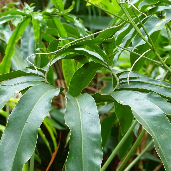 Philodendron goeldii 叶