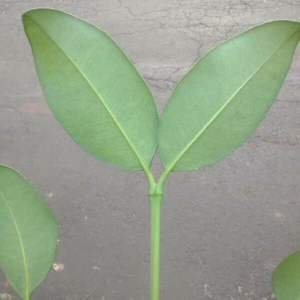 Garcinia gardneriana Blad