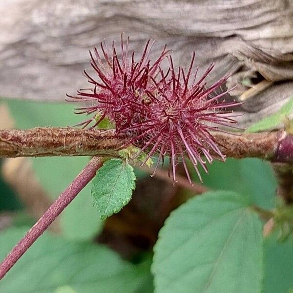 Triumfetta rhomboidea Fruto