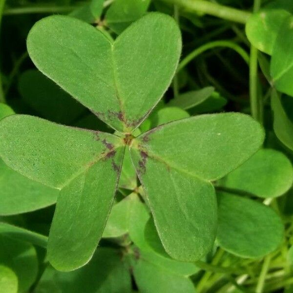 Oxalis stricta Fuelha