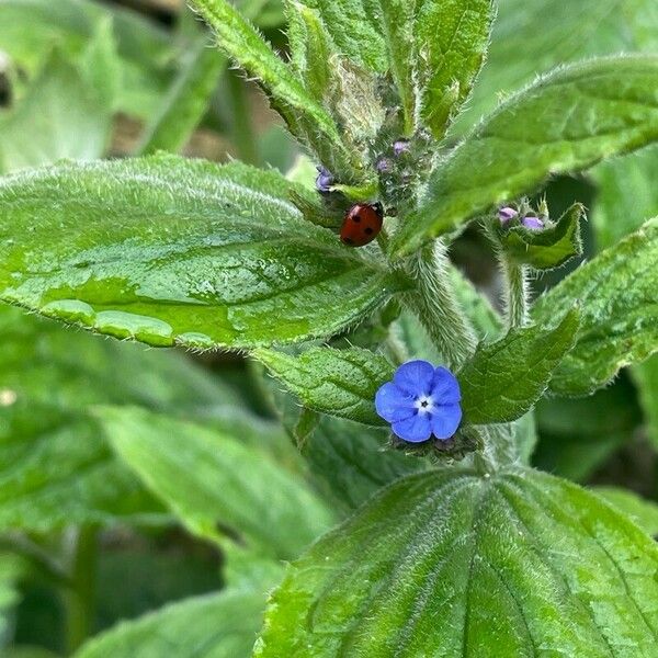 Pentaglottis sempervirens Blomst