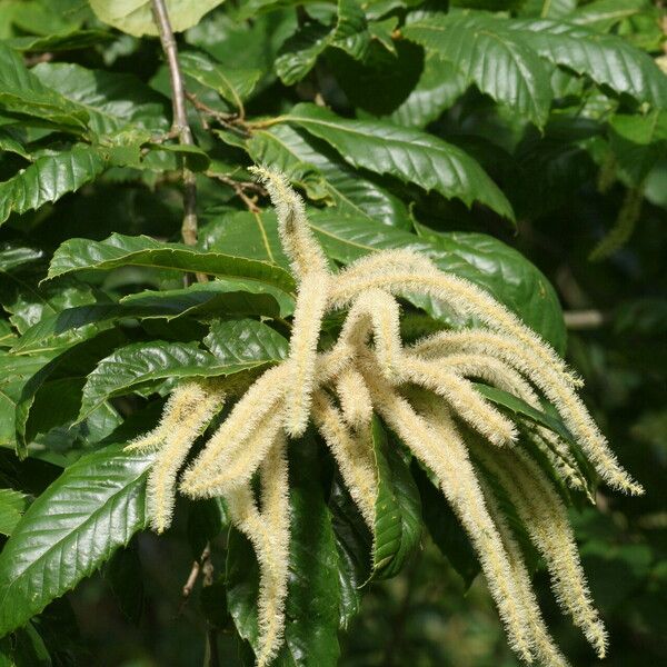 Castanea mollissima Flower