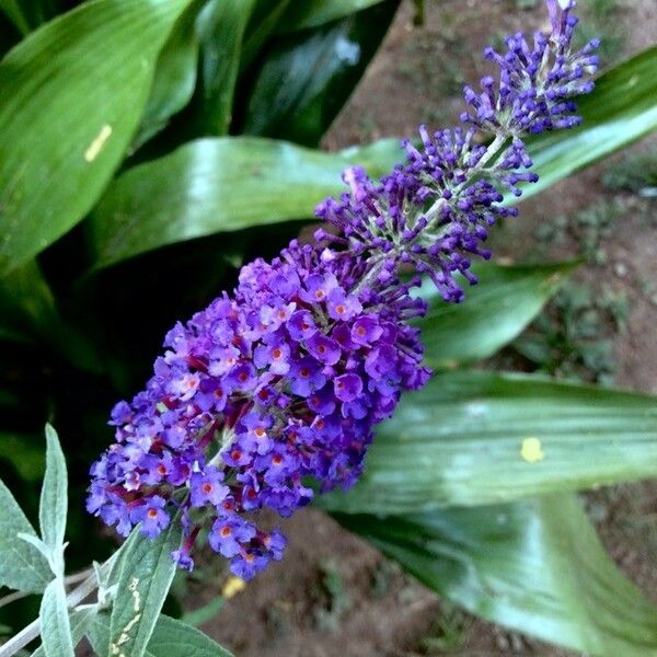 Buddleja davidii 花