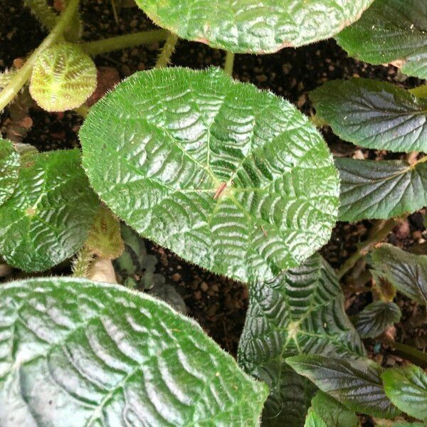 Begonia paulensis Habit