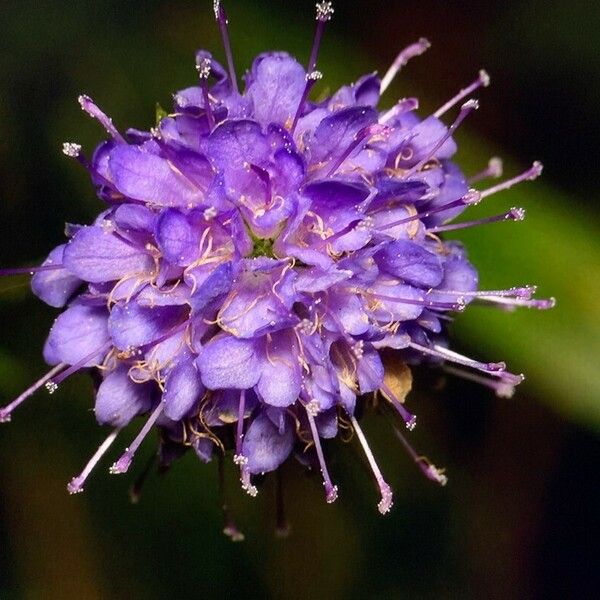 Succisa pratensis Floro