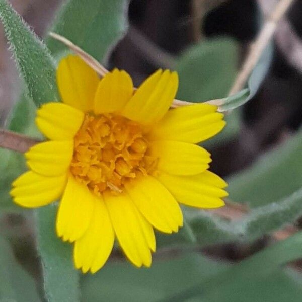 Calendula arvensis Flower