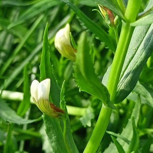 Gratiola officinalis Flor