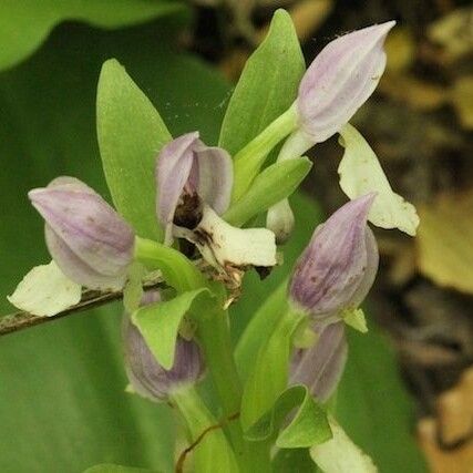 Galearis spectabilis Blüte