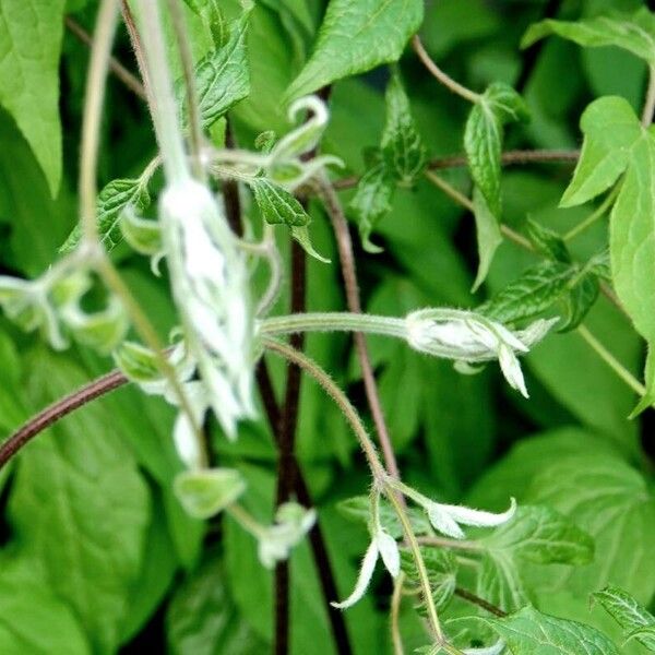 Clematis integrifolia Annet