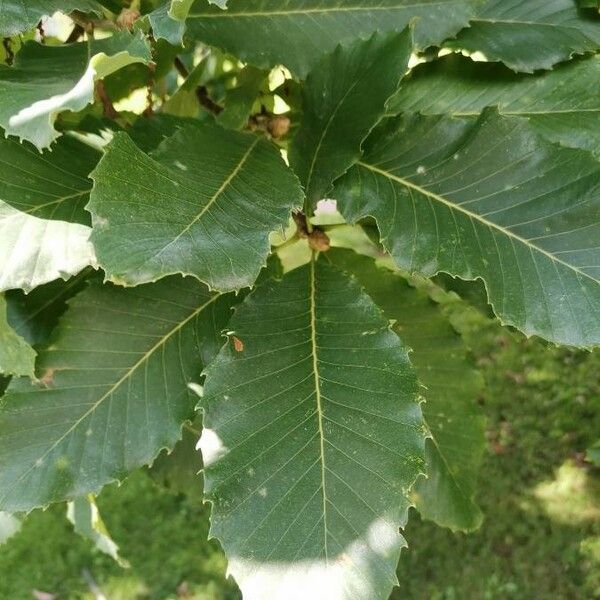 Quercus aliena পাতা