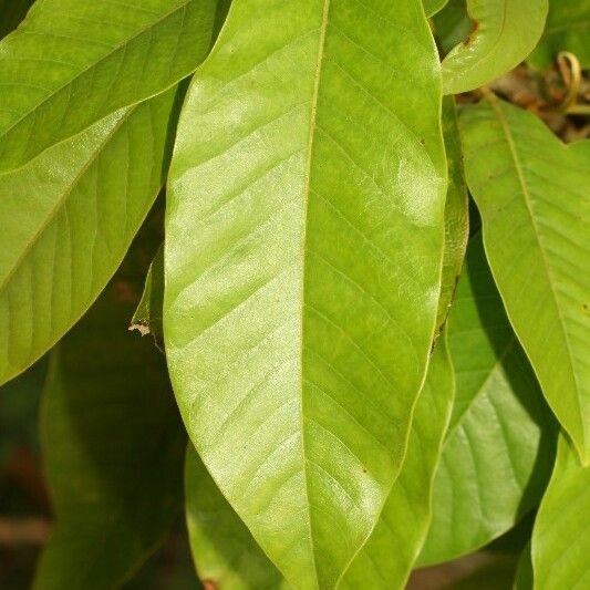 Michelia champaca Leaf