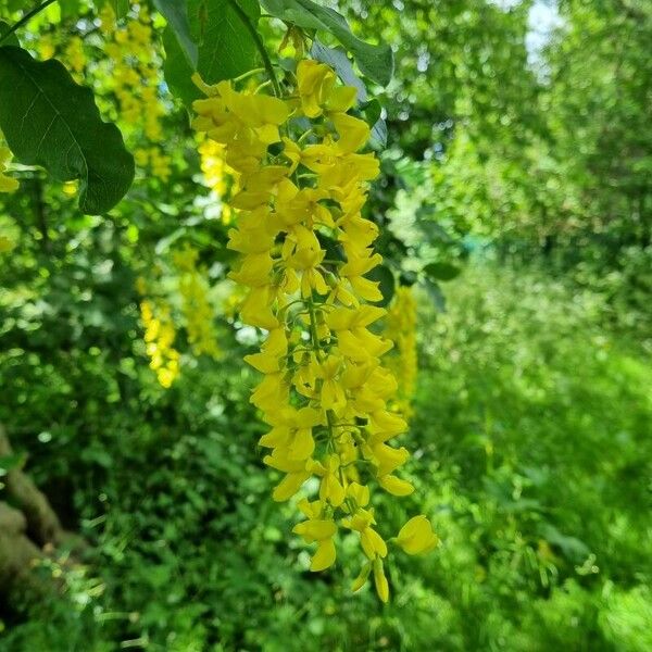 Laburnum alpinum Virág