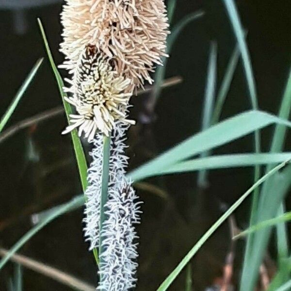 Carex acutiformis Кветка