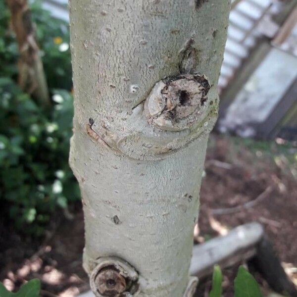 Abelmoschus moschatus Bark