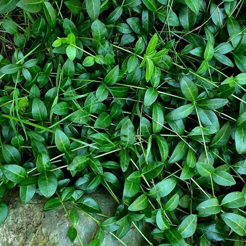 Vinca minor Habit