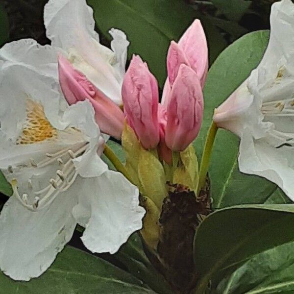 Rhododendron maximum Blüte