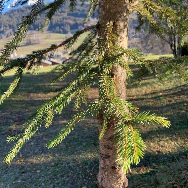 Picea abies Feuille