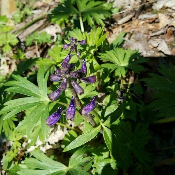 Delphinium tricorne ফুল